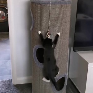 7.6K views · 373 reactions | Thank you, thank you, thank you! As part of the #AlternativeCatAwards 2020 you’ve swamped Twitter and Instagram with your pawsome cat videos . We’re surprised we’ve not broken the internet in the process! We’re now handing over to our celebrity judges. Stay tuned for our winners’ announcements! | Cats Protection | Facebook