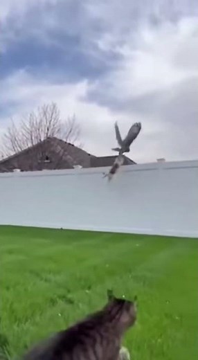 Cat Saves Dog From Owl Attack - Heroic Rescue Caught On Camera #ViralVideo #CatSavesDog