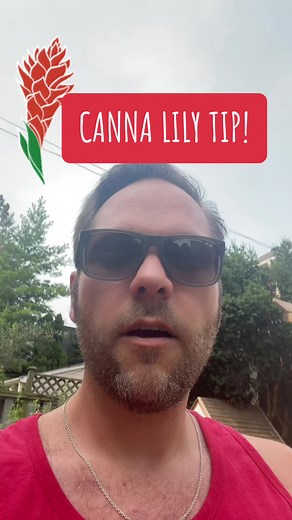 Tip for maximizing your canna lilies blooming power this summer. Be sure not to snip too low or you may be without additional blooms. You can also just let it go to seed and still get some fresh blooms. Up to you! #cannalily #cannalilies #tropicalplants #summerbulbs #gardeningtips #deadheading