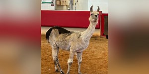 Llama living at camp for children with serious illness is crowned oldest llama in captivity