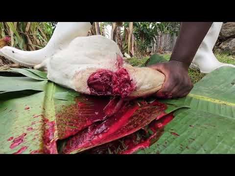 Village Girl Slaughtering Goat 🐐 Traditionally For Educational Purpose #butcher #slaughter #goat