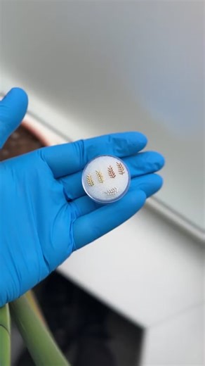 Left suits the left (ear) and right suits the right (ear) Everyone loves Willow A 14k gold curved design that sits perfectly with your anatomy for a seamless, elevated look. Available in Yellow, White, and Rose Gold. Compatible with all APP-approved threadless posts. Limited pieces available. Labret not included. Hit chat button for help#body#piercing#piercer#jewellery#helix#conch#nostril#lobe#gold#14ct#14kt