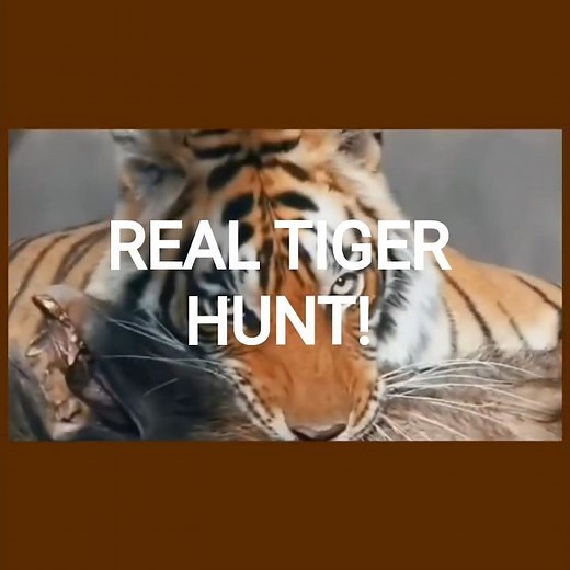 Tiger Hunting Spree 😱 Real Jungle Hunt Compilation