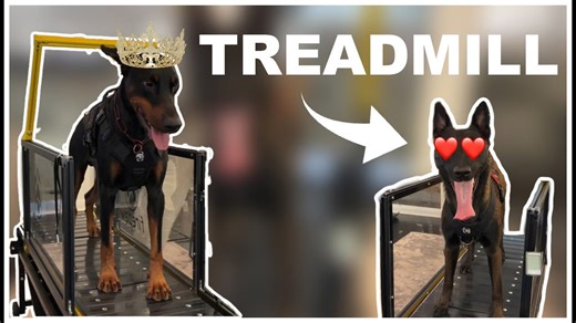 Active dogs test a massive 1,800-dollar pet treadmill