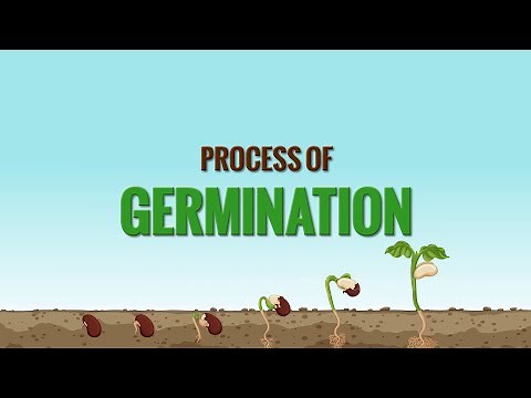 Germination of seed | Process of seed germination