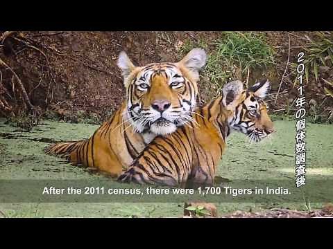 インド：絶滅の危機に瀕する野生のトラ