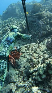 336K views · 4.4K reactions | Spearfishing Hawaii's Strangest Seafood! | Ryan Myers | Facebook