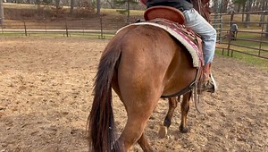 Max Bishop on Instagram: "Riding JAKE TODAY .. 5 years old , Bay/dun john mule .. very stout and out together right .."