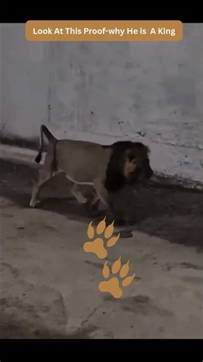 Look At This Proof-why he is a king | #lion #gir #forest #girvillage#wildlife #gujarat #shorts #yt