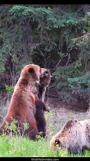 Grizzly Bear Tensions Rise as Mating Season Begins | Wildlife On Video