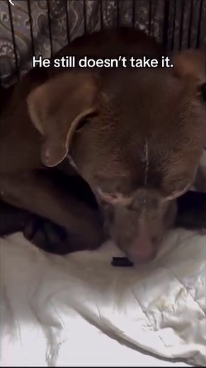 49K views · 1.2K reactions | Bandit is a dog that came to us at no...