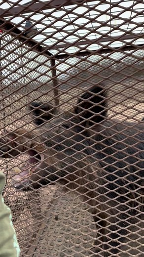 Wild Hog Trapping: Oklahoma Adventure