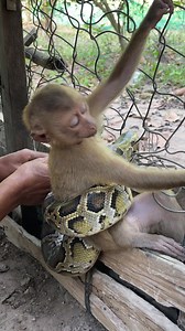 1.4M views · 4K reactions | Million heart Breaking!!! Very pitiful monkey wild in bad situation and screaming for the help, During the giant snake wrapped around it. Anyway hope God blessing and send a help! #feeding #animal #monkeys #pets #helping #takecare #protection #wildlife #monkeyhome #monkeycare #monkeyrecue #monkeylove #foryou | Axis | Facebook