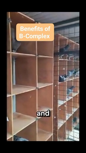 Benefits of B-Complex for Racing Pigeons #EffectiveFormula #kalapatidsreels #followlikesharesupportformore | Jay-ar Villarosa