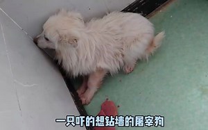 狗狗被主人卖到屠宰场，亲眼目睹了同类被宰杀的惨状，心着的阴影久久挥之不去，就算已经被救，依然被吓得想鑽进角落的墙里面！