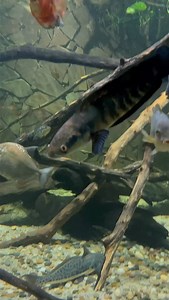 7.1K views · 2.2K reactions | Channa marulioides aka Emperor snakehead  #aquarium #snakehead #snakeheadfishing #snakeheadfish #snakeheadindonesia #monsterfish #monsterfishkeepers #monsterfishkeeper #predatorfish #emperorsnakehead #channamarulioides #channamaru #cichlids | Rodneysfishtank | Facebook