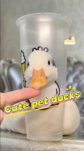 Cute pet ducks#funnyanimals #cute