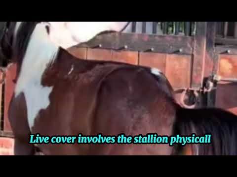 Real Horse Mating Power! Stallion Breeding Explained 🐎🔥”