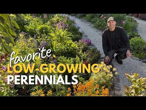 11 Low-Growing Flowering Perennials for Ground Cover (Sun & Shade Garden Plants)