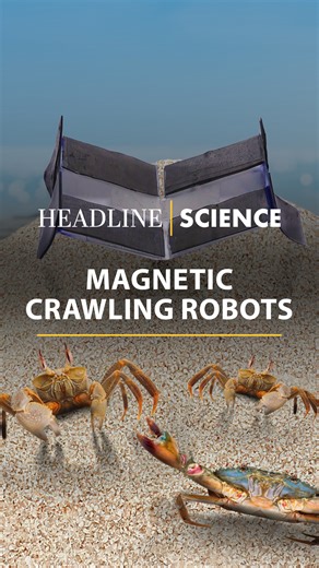 American Chemical Society on Instagram: "Traditional robots are rigid. Seeking greater flexibility, researchers at Xi’an Jiaotong University designed a soft, crawling robot. This flexible, biocompatible robot is powered by a soft actuator, a polymer device that changes shape under magnetic fields. This design gives the robot high flexibility and a strong magnetic response. It can crawl like a caterpillar, flap like a butterfly, and grasp various surfaces. These capabilities could advance soft ro