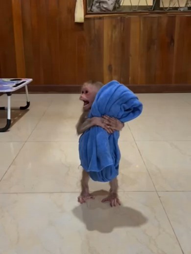 Caring for Your Monkey Baby: Essential Tips