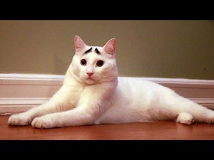 CATS so FUNNY they will make you LAUGH to DEATH - The BEST CAT videos