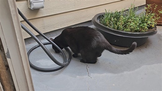 249 reactions · 139 comments | Good morning everyone! I had to do some catio exploring after all that rain we had. So far, everything's A OK! 年‍⬛️❤️ | Friendly | Facebook