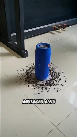 How Ants Get Trapped In The Death Circle 🐜