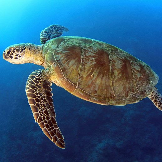 30 Types of Turtles Found in Alabama! (ID Guide)