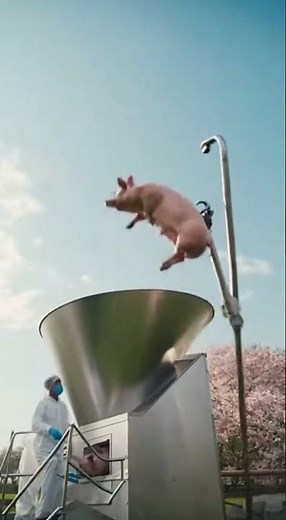 From Farm to Table: Pork Meat Production Explained