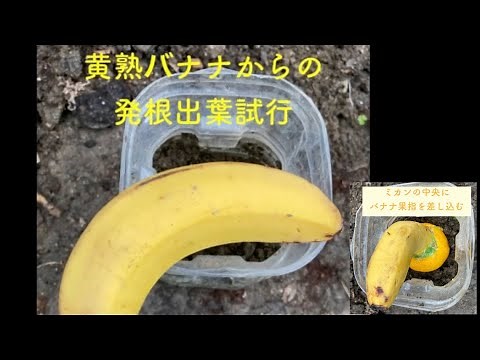 2022.11.10 黄熟バナナからの発根出葉試行