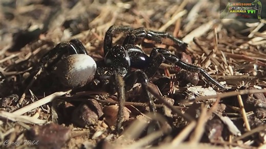 Funnel web spider and mouse spiders | What's more venomous?