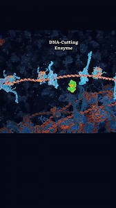 490K views · 4.1K reactions | This animation by celebrated biomedical animator Drew Berry illustrates a process called homologous recombination, in which specialised proteins repair damaged DNA by using an intact copy as a template. Berry highlights the intricate biology that plays out inside each of us unseen, shaped by millennia of evolution. https://aeon.co/videos/groundbreaking-visuals-capture-how-our-bodies-repair-damaged-dna | Aeon | Facebook