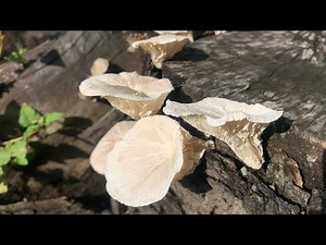 ABC TV | How To Make Abalone Mushroom Paper From Crepe Paper - Craft Tutorial