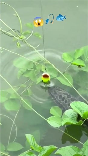 Baiting Techniques for Catching 1Kg Fish: Skills to Master 🎣