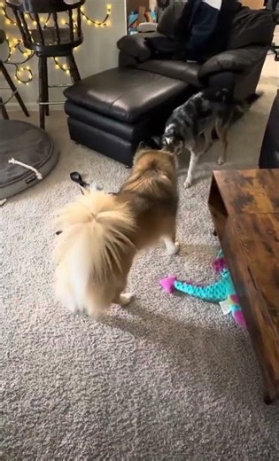Lopez plays tug with his foster sibling!