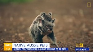 One NSW professor is pushing for native Australian animals to be household pets. MORE: http://9Soci.al/ZOGl30smkVO #9Today | TODAY