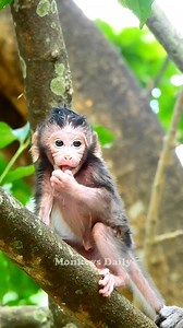 OMG newborn baby monkey...! The smallest baby monkey newborn can walk on the tree | Monkeys Daily