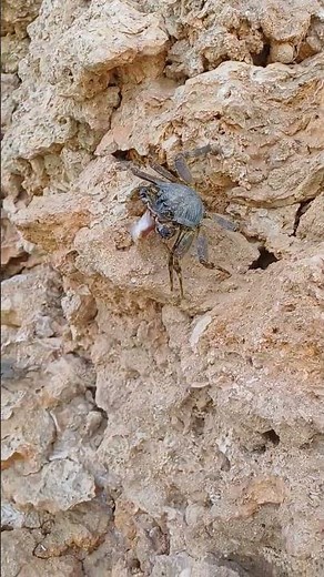 Amazing Crab in Action 🦀 | Crab Walking & Eating Close-Up | Ocean Life #Shorts