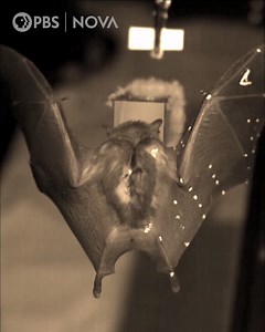 Bats' body temperatures might be so high that it's as if they continually operate at fever-like temperatures, some scientists suggest. | NOVA l PBS