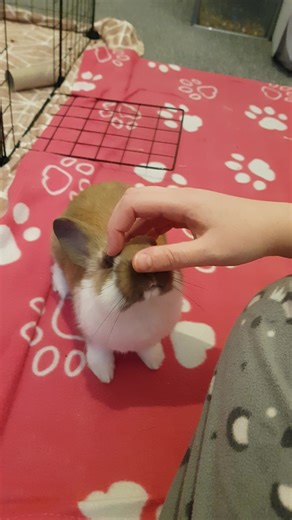 11K views · 121 reactions | This rescue bunny loves her new owner so much that she can't get enough head pets! What is the clingiest thing your pet does? | Rumble | Facebook