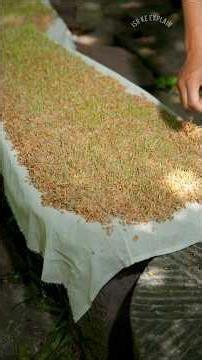 How Traditional Barley Drink Is Made | Ancient Fermentation Process