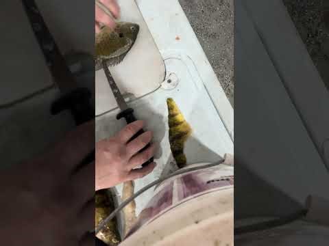 How to fillet panfish pt 1