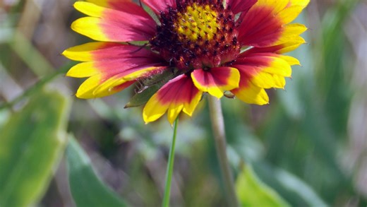 5 Florida native plants that bring color to your garden, yard or home