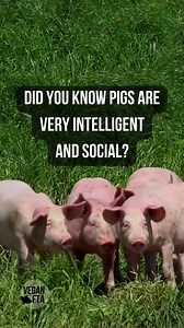 8.7K views · 676 reactions | Did you know pigs are very intelligent...