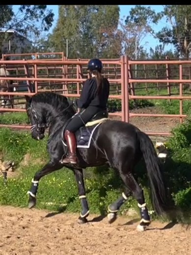 Finally managed to get someone to film me training Morante. Hes coming on so well amd I couldn't be more proud of him. #equestrian #horsesoftiktok #dressagerider #dressage