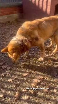 Od jesieni czekał na pomoc, aż jego guz pękł 💔 #dog #help #shorts