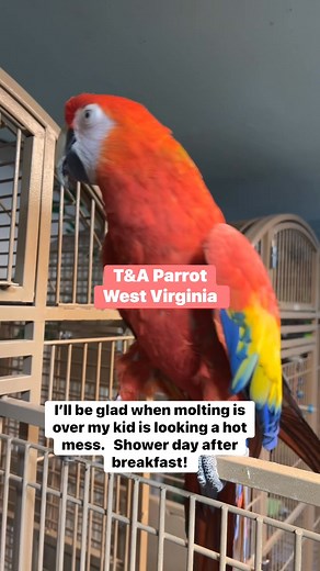 2.7K views · 67 reactions | Did you know? 列 During molting season...