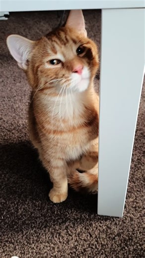 Celebrating Leo's Gotcha Day: A Cat's Journey