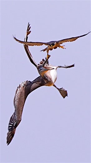 Peregrine falcon pair bullish innocent pelican #birds #wildlife #peregrine #falcon